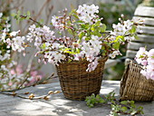 Basket as a vase with Prunus and Malus branches