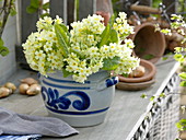 Yellow spring bouquet of Primula elatior (Cowslip)