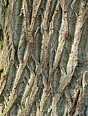 Deeply furrowed bark of Castanea sativa (Chestnut)