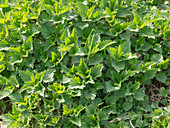 Urtica dioica (stinging nettle)