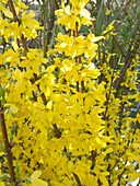 Forythia intermedia 'Lynwood Gold' (Goldglöckchen)