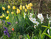 Spring bed with Tulipa (tulips), Narcissus poeticus (poet's daffodils)