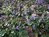 Viola canina (dog violet)