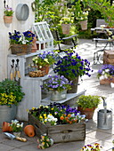 Hornveilchen-Arrangement auf der Frühlings-Terrasse