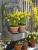 Narcissus bulbocodium 'Golden Bells' (Reifrock-Narzisse, Wildnarzisse)