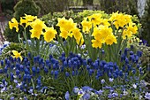 Narcissus (daffodils) and Muscari (grape hyacinths) in a spring bed