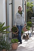 Frau bringt Agapanthus (Afrikanische Schmucklilien) auf die Terrasse
