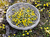 Korb mit Blüten von Tussilago farfara (Huflattich) zum Trocknen