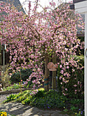 Prunus serrulata 'Kiku-Shidare-Zakura' (Hängende Nelken-Kirsche)