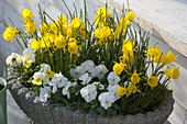 Narcissus bulbocodium 'Golden Bells' (Reifrock-Narzisse, Wildnarzisse)
