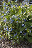 Omphalodes verna (spring memorial vine)