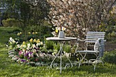 Table and chair on spring bed with Amelanchier, Tiarella