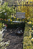 Farm garden with Forsythia 'Lynwood Gold' (Goldbell), Narcissus