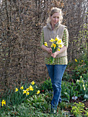 Woman picking Narcissus (daffodils) in front of Carpinus hedge