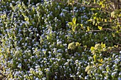 Myosotis (Forget-me-not) as ground cover under shrubs