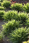 Hemerocallis (daylilies) in budding stage