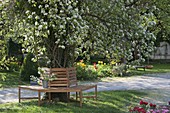 Tree bench around old pear tree