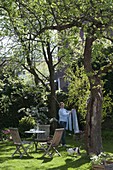 Shade garden under large trees