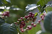 Coffea arabica (Kaffee-Pflanze) mit Früchten