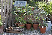Tomaten-Pflanzen (Lycopersicon) in Tontöpfen