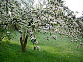 Blühender Apfelbaum (Malus) auf Wiese