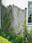 Privacy fence with Hedera (ivy)