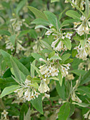 Elaeagnus umbellata (Fallen willow, Coral willow)