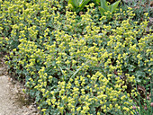 Alchemilla erythropoda (Red-stemmed lady's mantle)