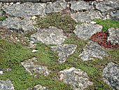 Path made of natural stones with thyme (Thymus) planted in between