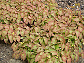 Epimedium x perralchicum 'Frohnleiten' (Elfflower)