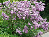 Syringa x hyacinthiflora 'Maiden's Blush' (Flieder)