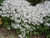 Phlox divaricata 'White Perfume' (Wald-Phlox)