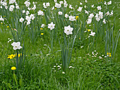 Narcissus 'Crystal Blanc' (daffodils) in the meadow