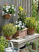 Mediterranean herbs in terracotta vessels