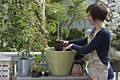 Woman planting tomato in big tub