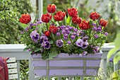 Balcony box with Tulipa 'Red Princess', Iberis
