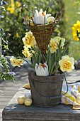 Narcissus 'Tahiti' (double daffodils) in wooden bucket