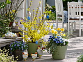 Forsythia 'Lynwood Gold', Viola cornuta and wittrockiana