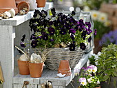Viola cornuta 'Twix Black' (Horned violet) in basket dish
