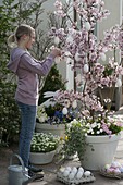 Girl decorating Prunus incisa (ornamental cherry) with white eggs