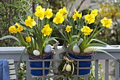 Narcissus 'Yellow River' (daffodils) in blue metal pots