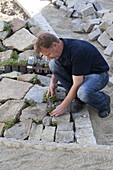 Mann bepflanzt Steinmauer mit Blaukissen und Storchschnabel