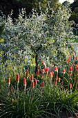 Kniphofia praecox (Fackellilien) und Pyrus salicifolia (Weidenblättrige Birne) im mediterranen Garten