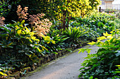 Schattenbeet mit Rodgersia pinnata (Schaublatt) und Phyllitis scolopendrium (Hirschzungenfarn)