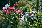 Gemischtes Beet mit Rosa (Rosen, Strauchrosen) und Delphinium (Rittersporn)