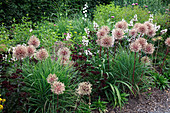 Verblühter Allium (Zierlauch), Dianthus barbatus 'Sooty' (Bartnelken), Penstemon 'Husker's Red' (Bartfaden), Gräser