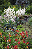 Yucca filamentosa (Palmlilien) und Hemerocallis (Taglilien)