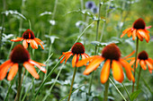 Echinacea purpurea 'Tiki Torch' (Sonnenhut)