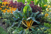 Sommerblumenbeet mit Rudbeckia (Sonnenhut), Mangold (Beta vulgaris), Perilla (Schwarznessel)