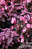 Begonia semperflorens 'Party Rosa Dunkellaubig' (Eisbegonien, Gottesaugen), Hypoestes 'Pronto Pink' (Punktblume)